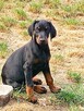 Szczenięta Doberman sprzedam - 6