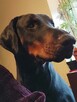 Szczenięta Doberman sprzedam - 1