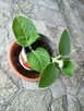 Kubańskie oregano, mięta meksykańska - 1