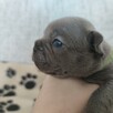 Buldog francuski szczenięta Blue i Blue Merle - 7