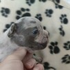 Buldog francuski szczenięta Blue i Blue Merle - 6
