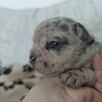 Buldog francuski szczenięta Blue i Blue Merle - 1