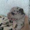 Buldog francuski szczenięta Blue i Blue Merle - 4