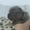Buldog francuski szczenięta Blue i Blue Merle - 5