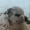 Buldog francuski szczenięta Blue i Blue Merle - 2