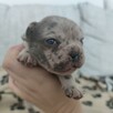 Buldog francuski szczenięta Blue i Blue Merle - 3