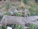 drewno orzech włoski dwa konary ok.1,7m każdy - 2