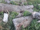 drewno orzech włoski dwa konary ok.1,7m każdy - 3