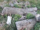 drewno orzech włoski dwa konary ok.1,7m każdy - 4