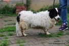 Andzia - milutka psinka - 4