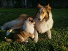 Szczenięta Collie