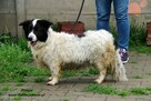 Andzia - milutka psinka - 6
