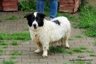 Andzia - milutka psinka - 3