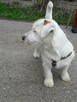 Suczka Jack Russell Terrier - 2
