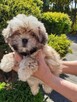 Lhasa apso slodkie maluszki - 1