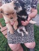 Chihuahua mieszkaniec - 3