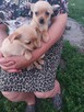 Chihuahua mieszkaniec - 2