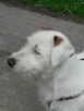 Suczka Jack Russell Terrier - 3