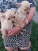 Chihuahua mieszkaniec - 4