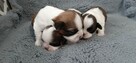 Szczeniaki rasy Shih-Tzu - 7