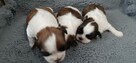 Szczeniaki rasy Shih-Tzu - 8