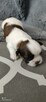 Szczeniaki rasy Shih-Tzu - 2