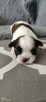 Szczeniaki rasy Shih-Tzu - 3