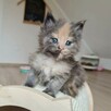 Przepiękna koteczka Maine Coon - 6