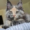 Przepiękna koteczka Maine Coon - 1