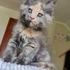 Przepiękna koteczka Maine Coon - 7