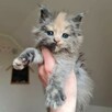 Przepiękna koteczka Maine Coon - 5