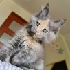 Przepiękna koteczka Maine Coon - 4