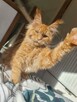 Cudna Koteczka Maine Coon w nowym typie