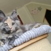 Przepiękna koteczka Maine Coon - 3