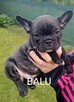 Buldog francuski szczenięta - 7
