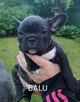 Buldog francuski szczenięta - 6