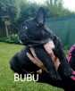 Buldog francuski szczenięta - 3