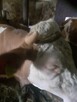 Ķrowa rasy Symental na sprzedasz - 2