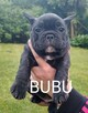 Buldog francuski szczenięta - 2