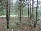 Borowiny gm. Skierniewice - 3
