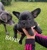 Buldog francuski szczenięta - 1