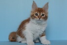 Śliczna rudo- biała koteczka Maine Coon - 3