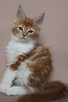 Śliczna rudo- biała koteczka Maine Coon - 1