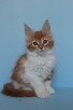 Śliczna rudo- biała koteczka Maine Coon - 6