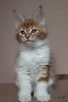 Śliczna rudo- biała koteczka Maine Coon - 2