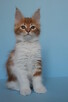 Śliczna rudo- biała koteczka Maine Coon - 4
