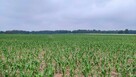 Działki Rolne (1000 m2) Skałka - 4