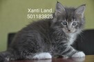 Maine Coon - 3