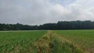 Działki Rolne (1000 m2) Skałka - 2
