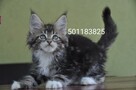 Maine Coon - 5